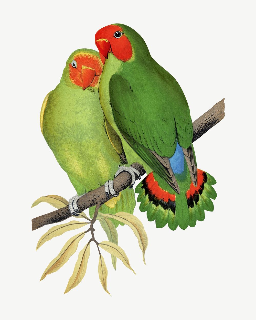West African love-bird, vintage bird illustration psd. Remixed by rawpixel.