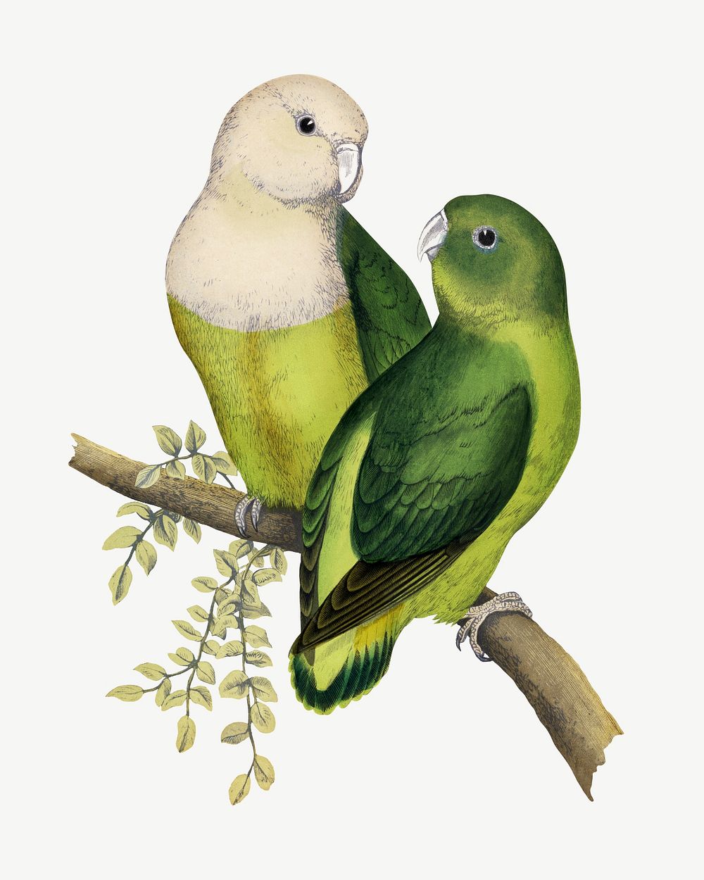 Madagascar love-bird, vintage bird illustration psd. Remixed by rawpixel.