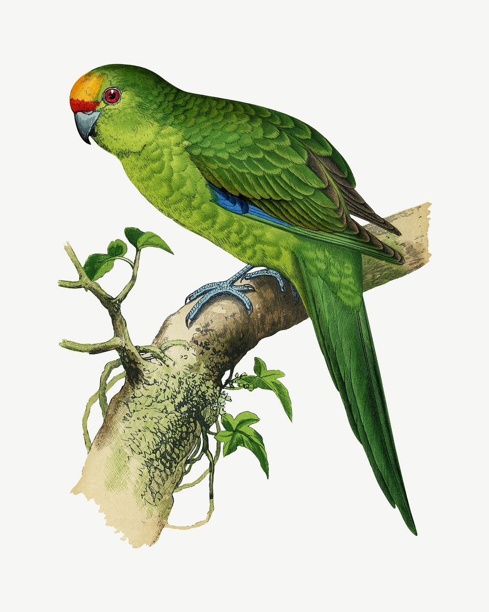 Golden-crowned parakeet, vintage bird illustration psd. Remixed by rawpixel.