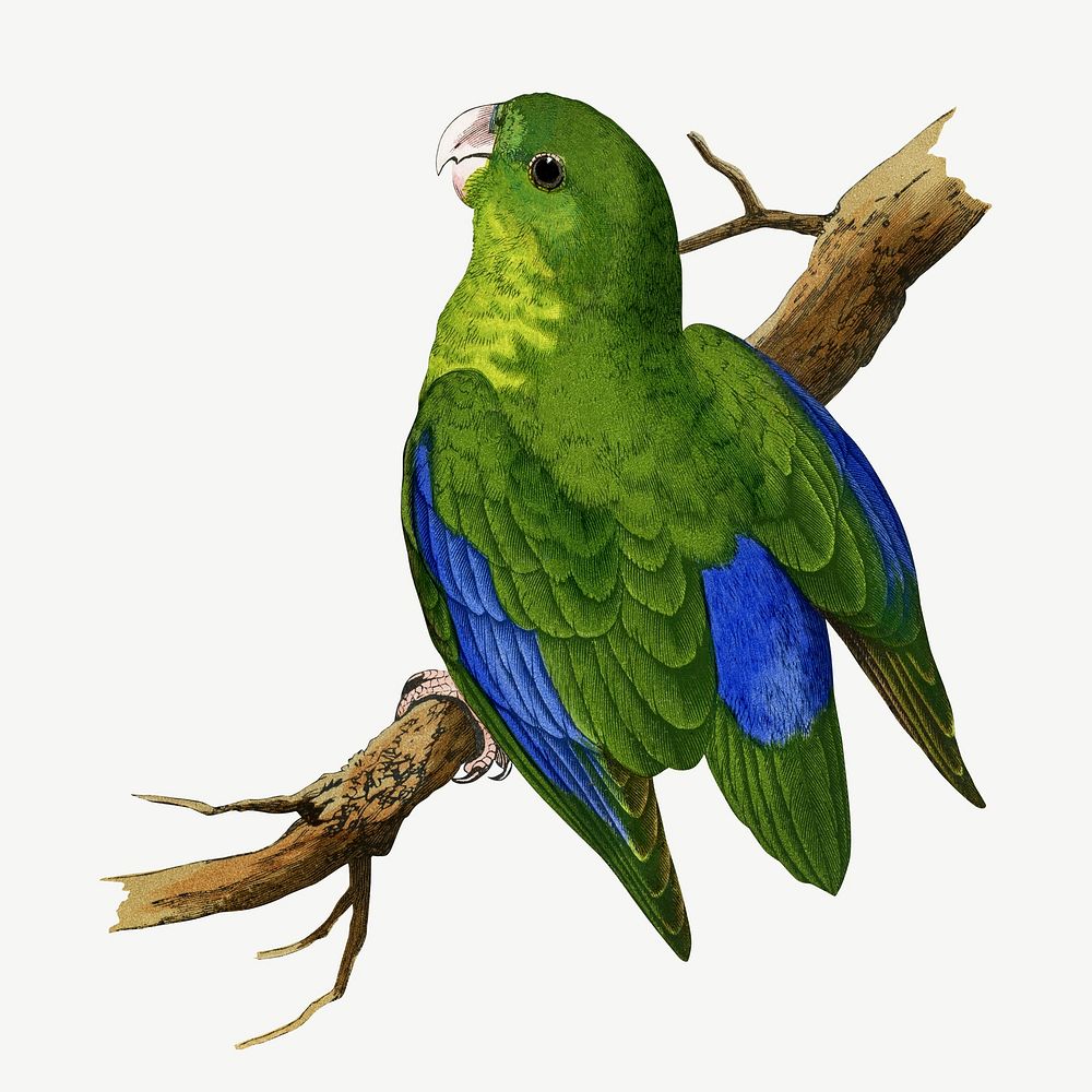 Blue-winged parakeet, vintage bird illustration psd. Remixed by rawpixel.