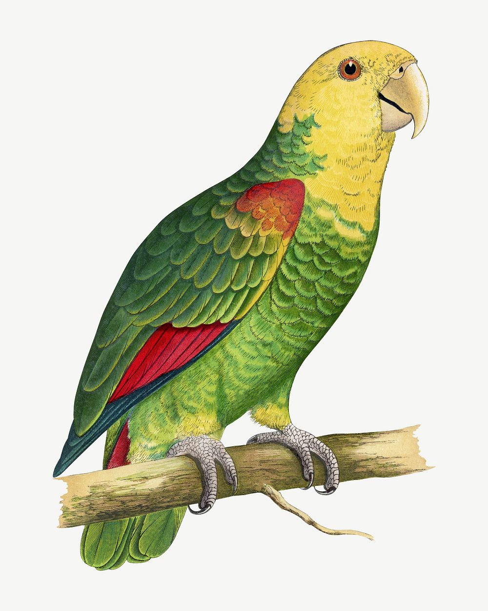 Le Vaillant's Amazon, vintage bird illustration psd. Remixed by rawpixel.