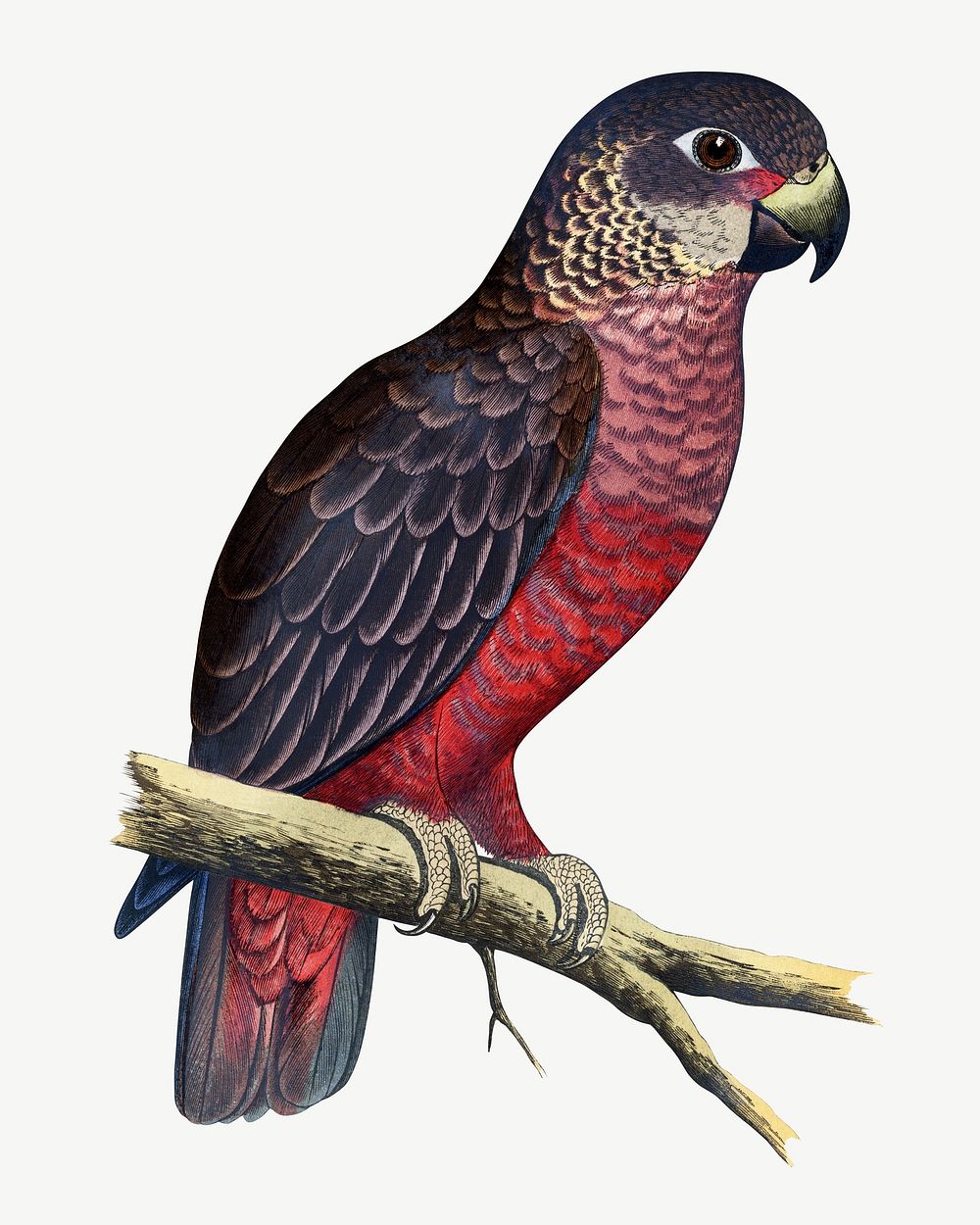 Violet parrot, vintage bird illustration psd. Remixed by rawpixel.