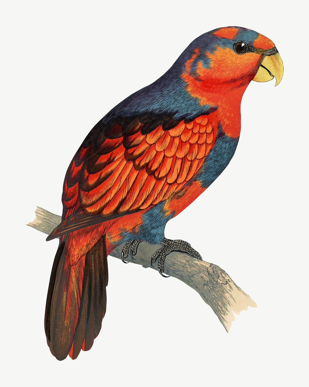 Blue-breasted lory, vintage bird illustration psd. Remixed by rawpixel.