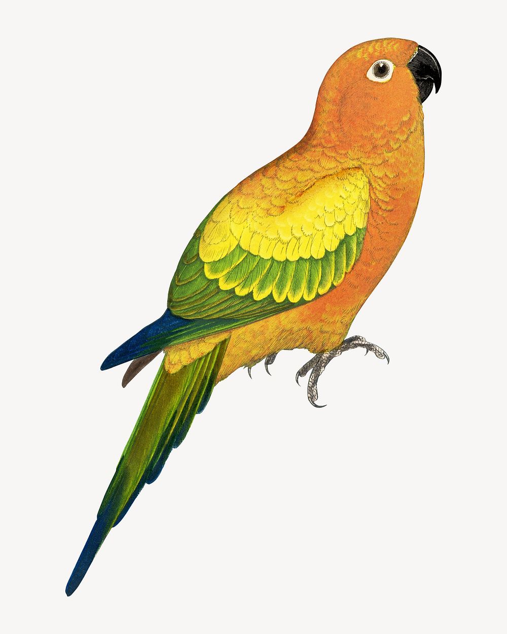 Sun parakeet vintage bird illustration. Remixed by rawpixel.