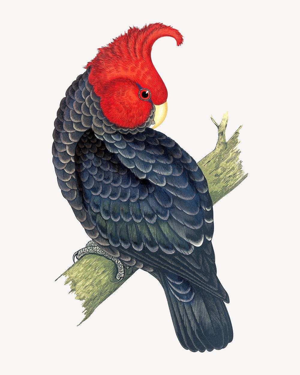 Gang-gang cockatoo vintage bird illustration. Remixed by rawpixel.