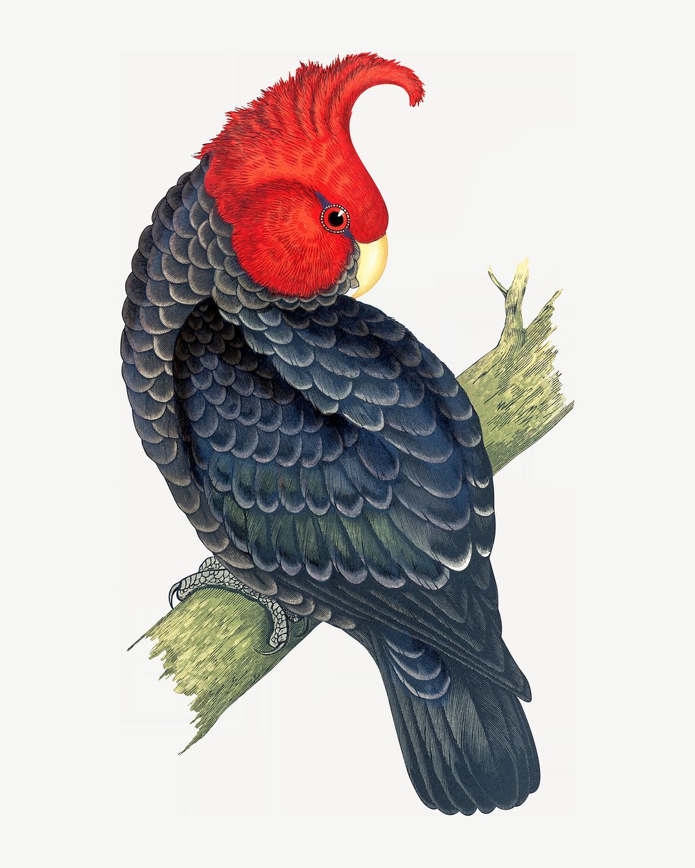 Gang-gang cockatoo, vintage bird illustration psd. Remixed by rawpixel.