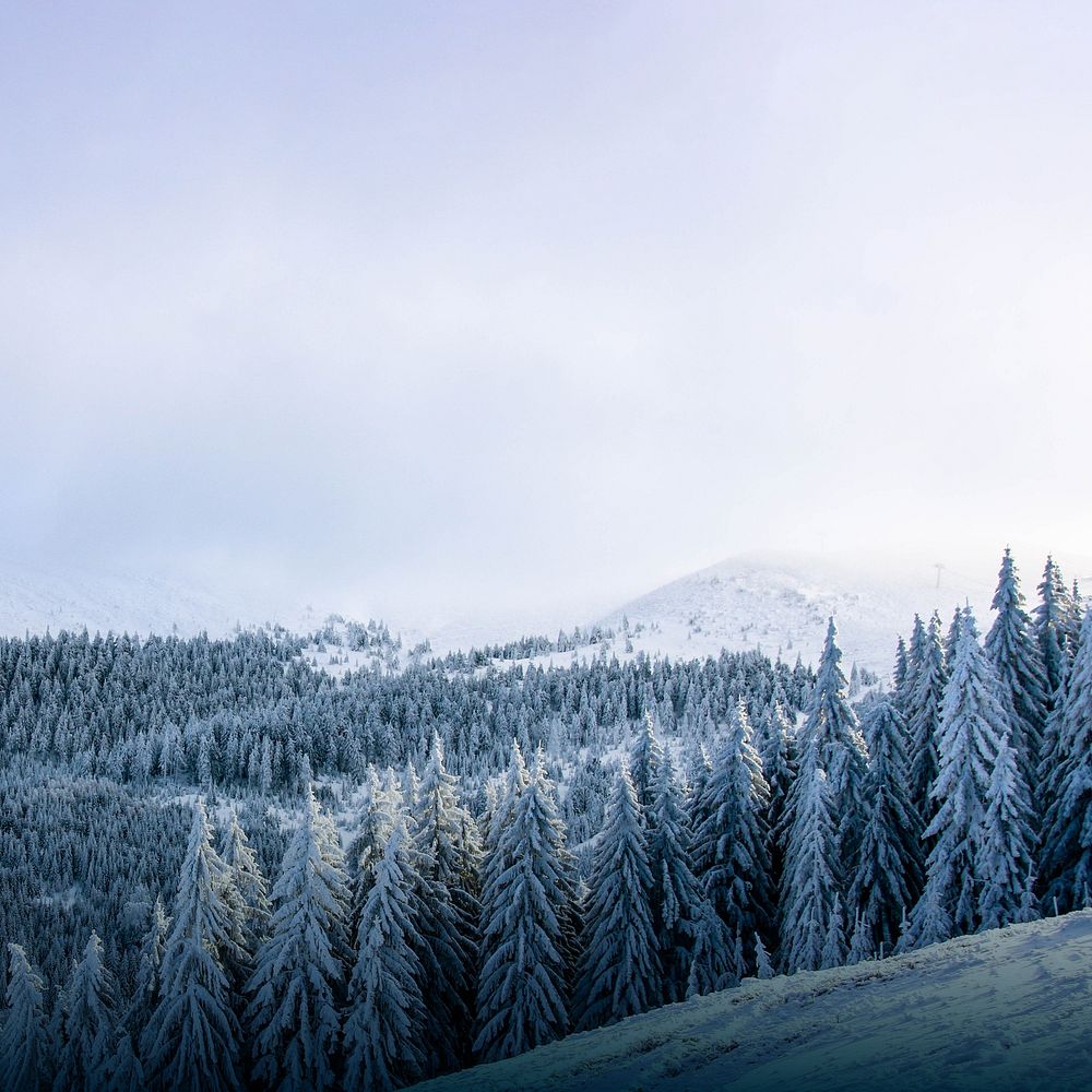 Winter forest border background | Free Photo - rawpixel