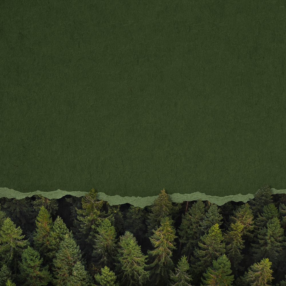 Ripped green paper background, pine forest border