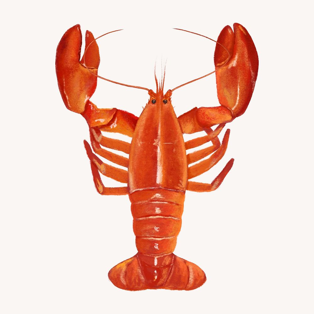 Lobster, crawfish, seafood illustration