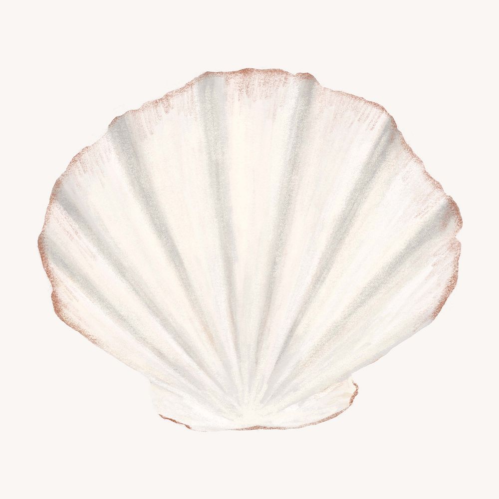 Clam shellfish, seafood illustration