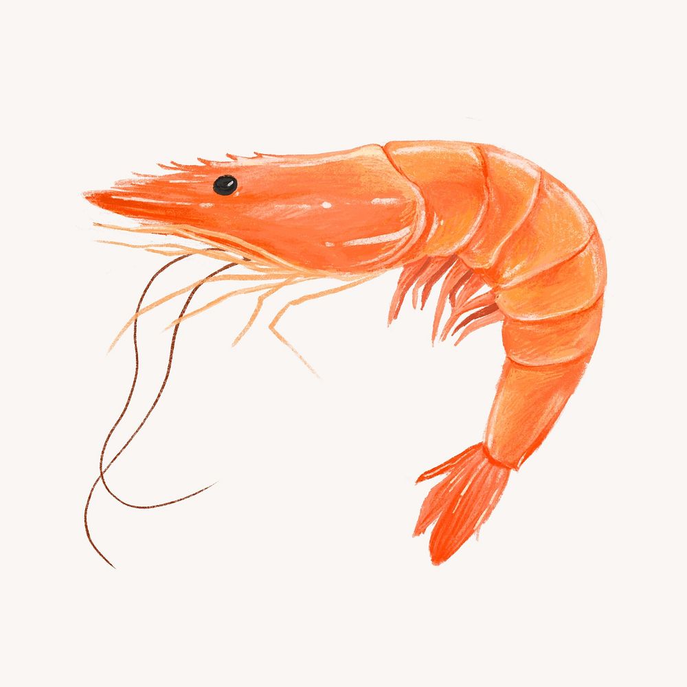 Boiled shrimp, seafood illustration