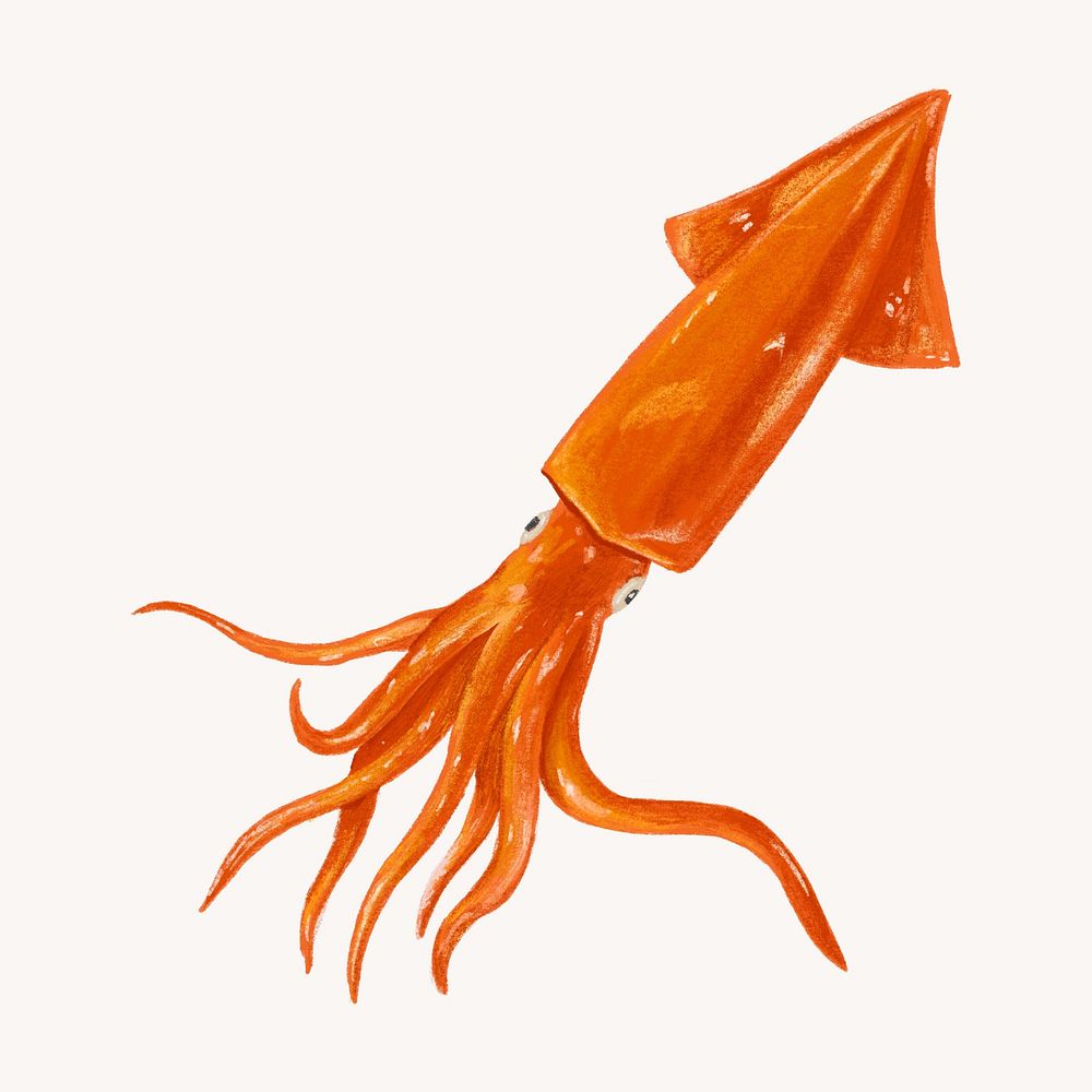 Squid seafood, food illustration