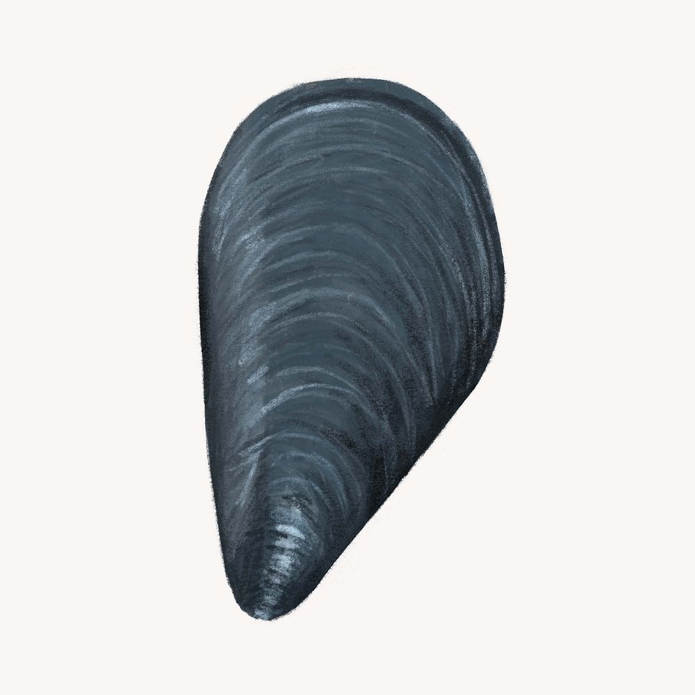 Mussel, shellfish seafood illustration