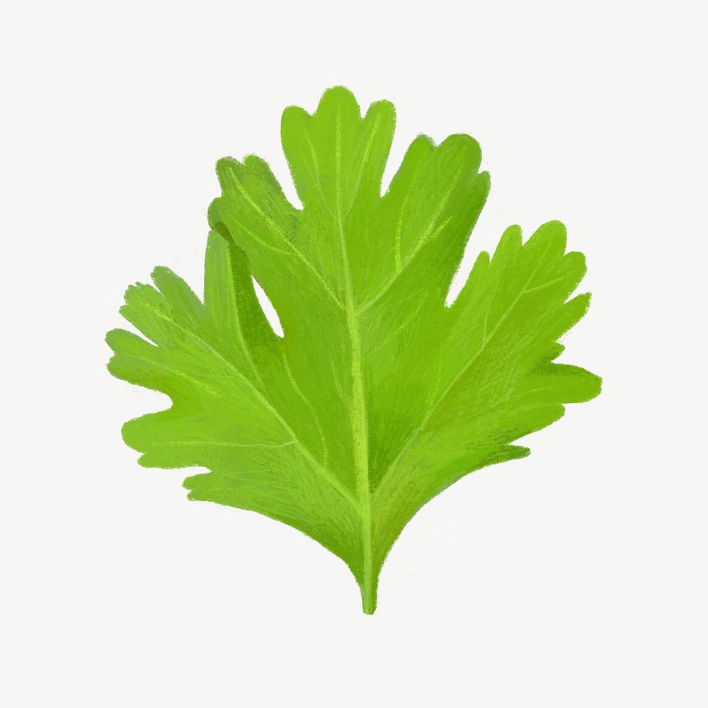 Coriander leaf, vegetable collage element psd 