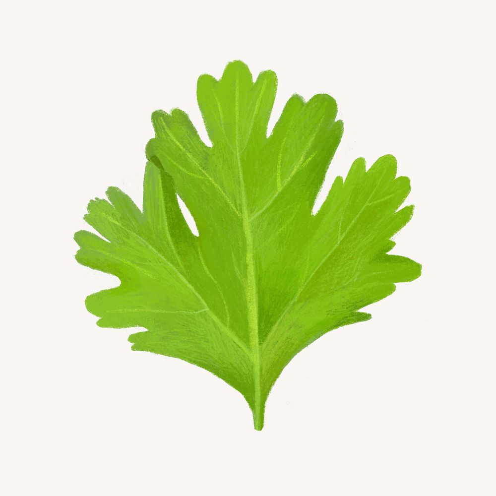 Coriander leaf, vegetable illustration