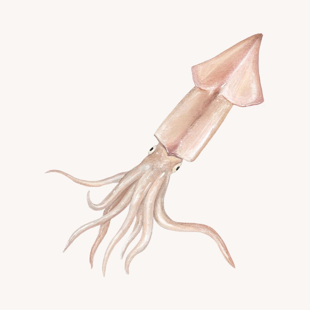 Squid seafood, food illustration