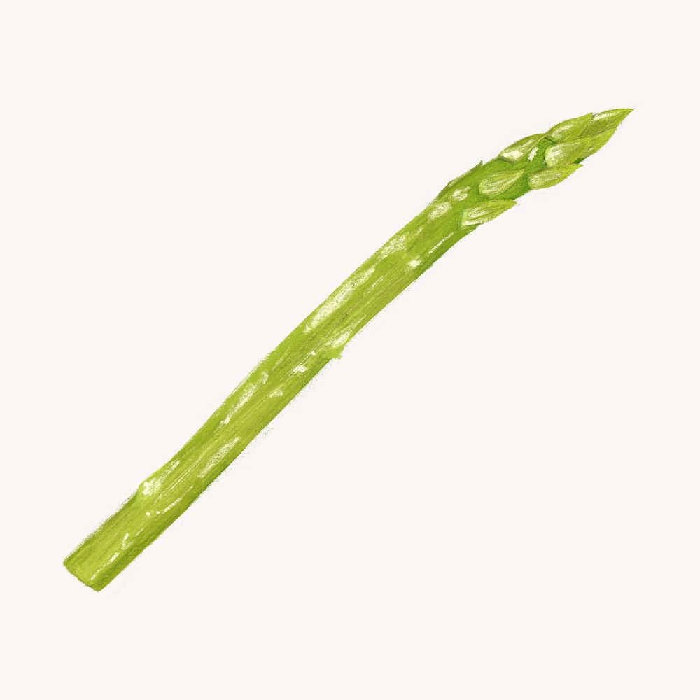 Asparagus, vegetable illustration