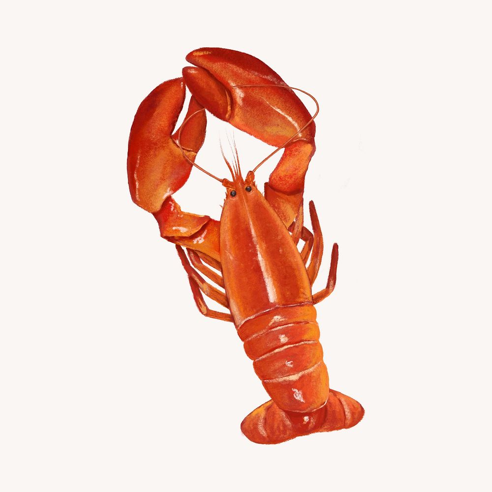 Lobster, crawfish, seafood illustration