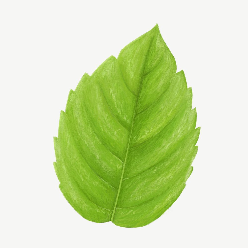 Basil leaf, vegetable collage element psd 