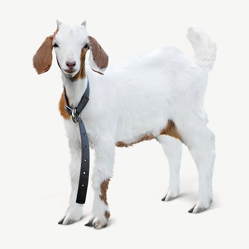 Young white and brown goat psd