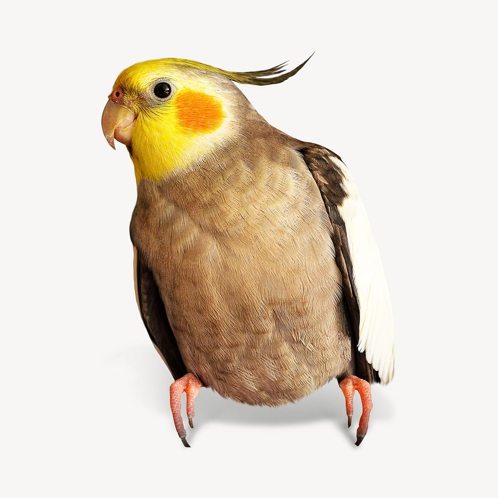 Brown cockatiel bird isolated image on white