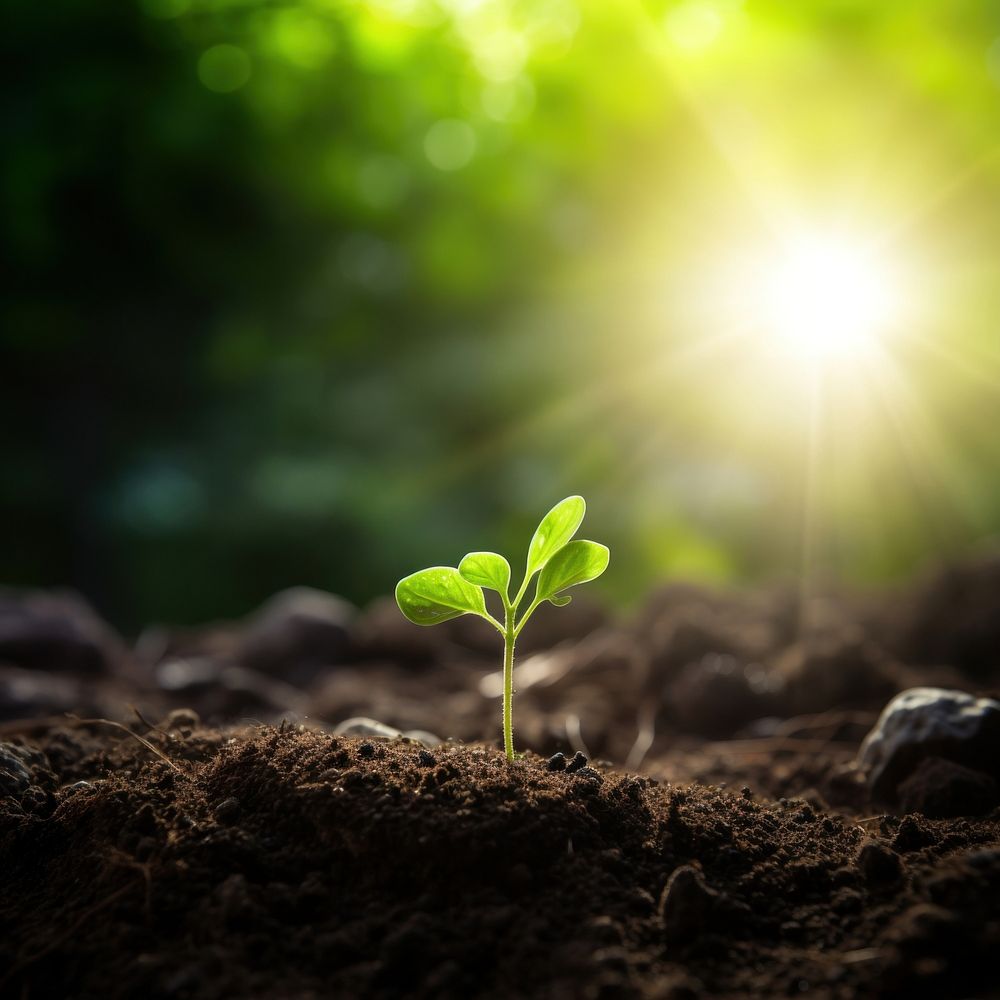Sunlight outdoors seedling nature. AI generated Image by rawpixel.