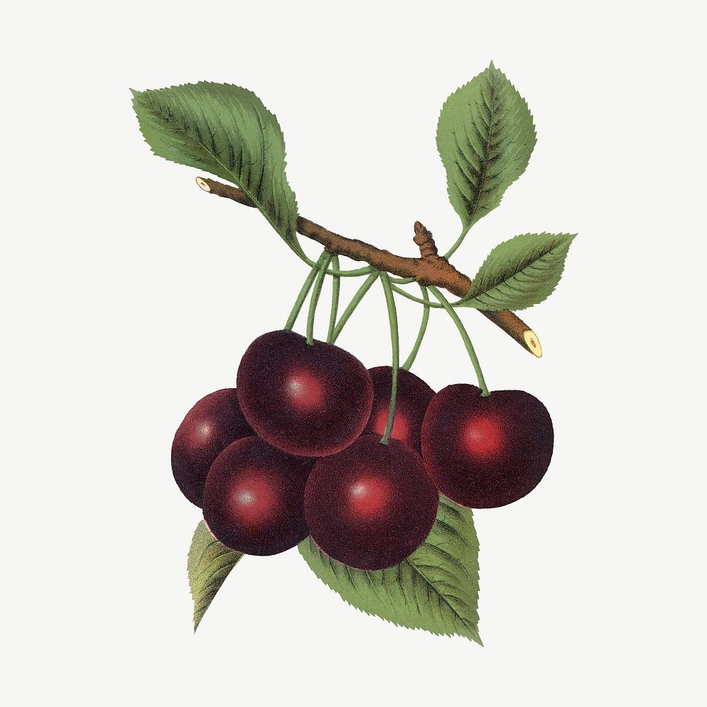 Black cherry fruit, vintage illustration  psd
