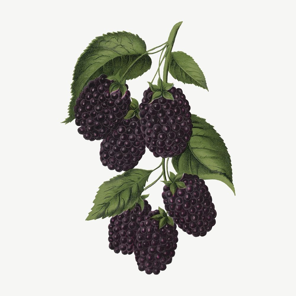 Blackberry fruit, vintage illustration psd
