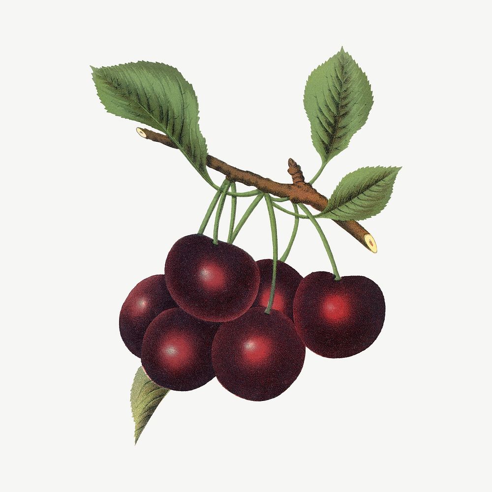 Black cherry fruit, vintage illustration  psd