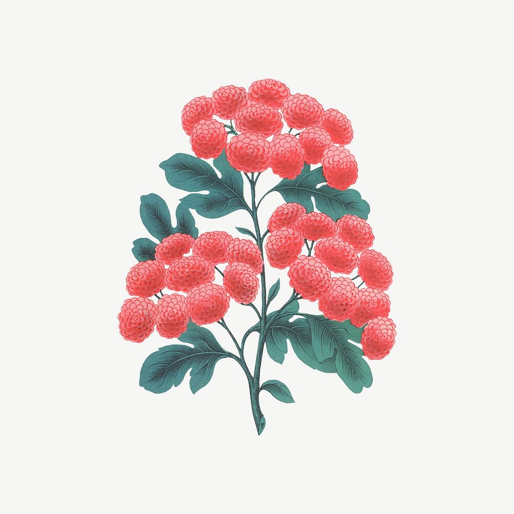 Pink camellia flower, vintage illustration psd