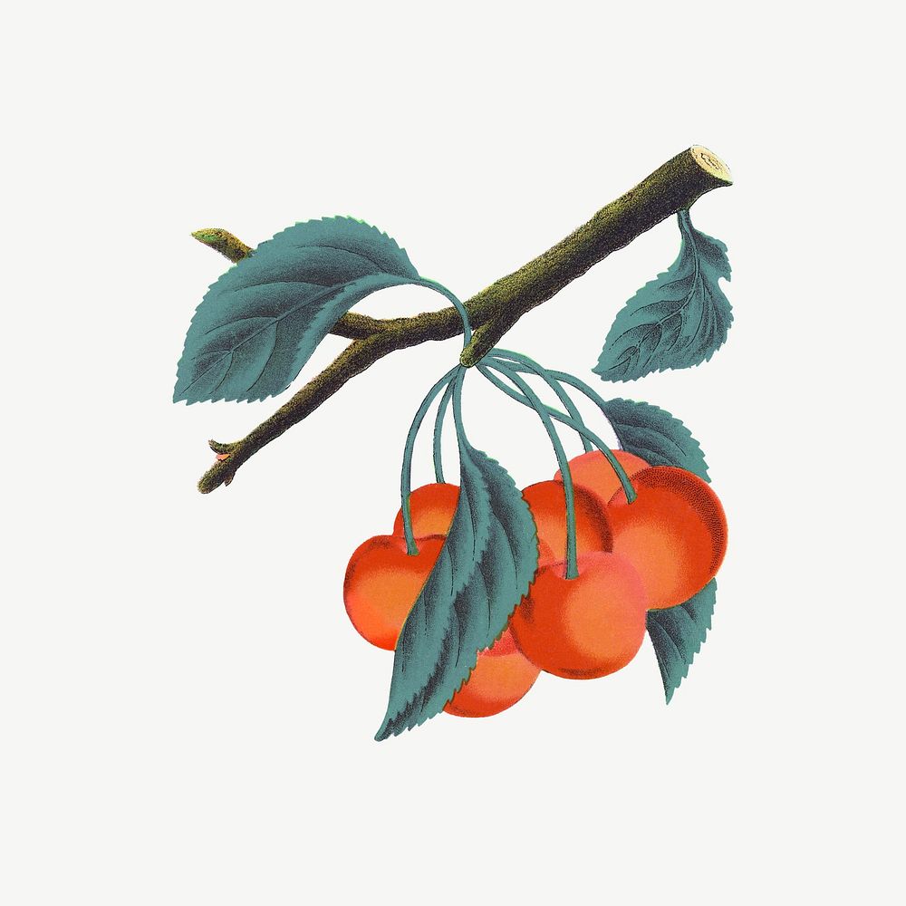 Orange cherry fruit, vintage illustration  psd