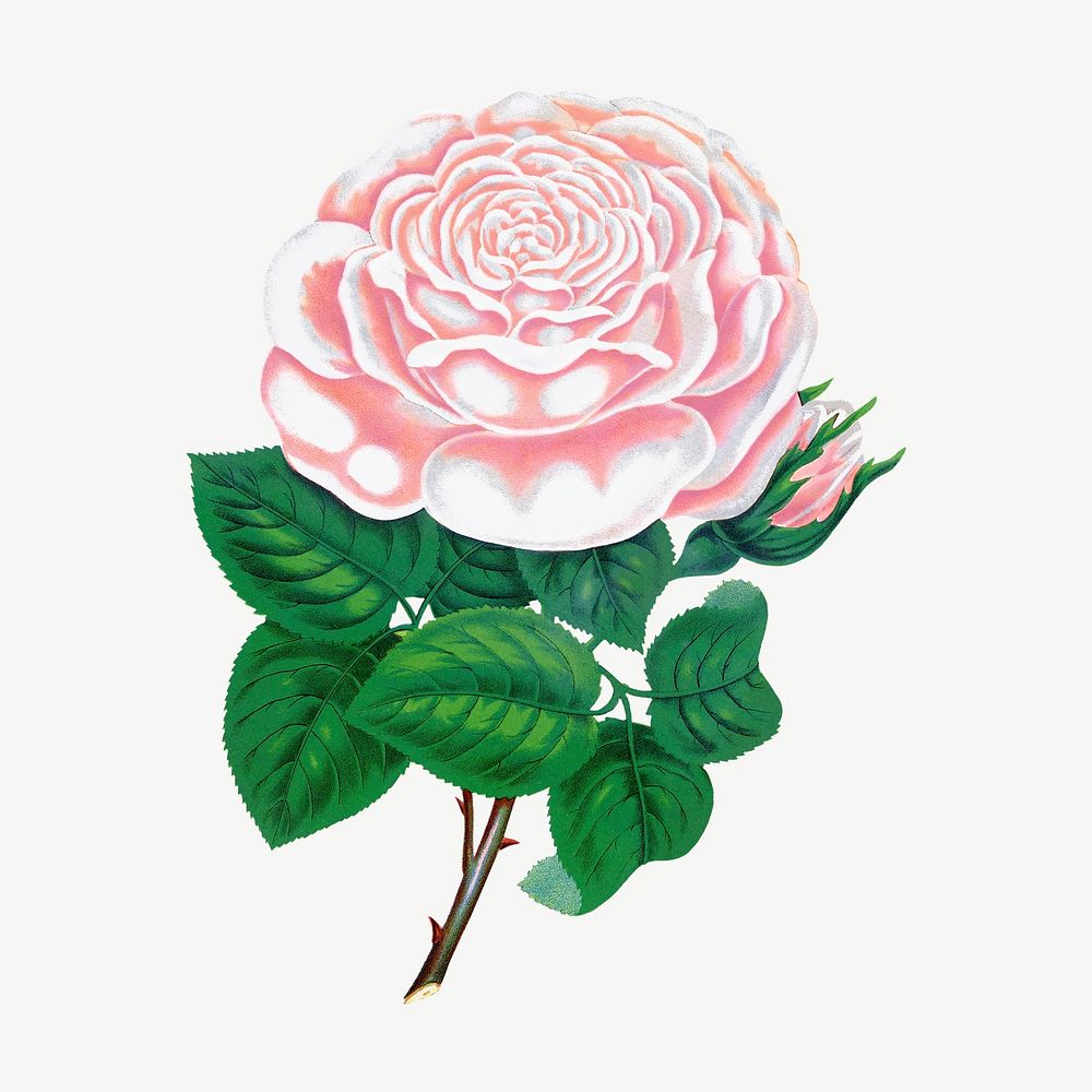 White camellia flower, vintage illustration psd