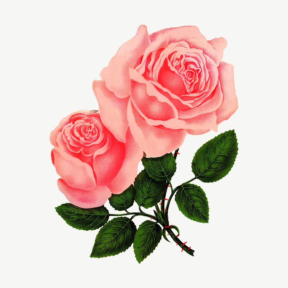 Pink rose flower, vintage illustration psd