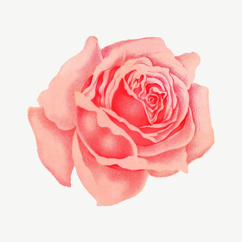 Pink rose flower, vintage illustration psd