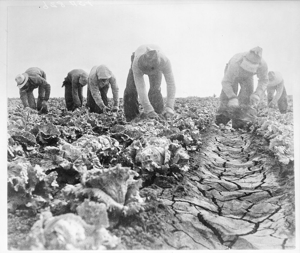 Filipinos cutting lettuce. Salinas, California. Sourced from the Library of Congress.