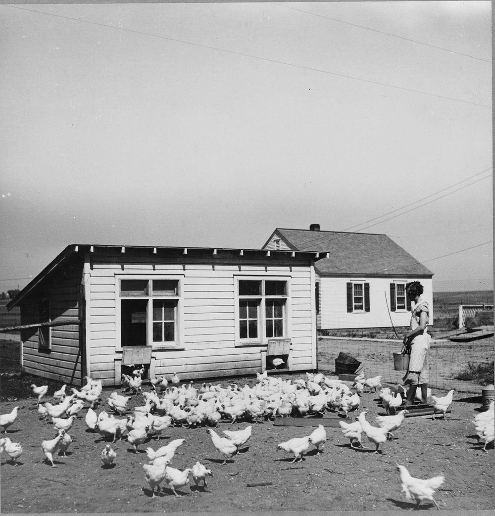 Feeding the chickens. Fairbury Farmsteads, Nebraska. Sourced from the Library of Congress.