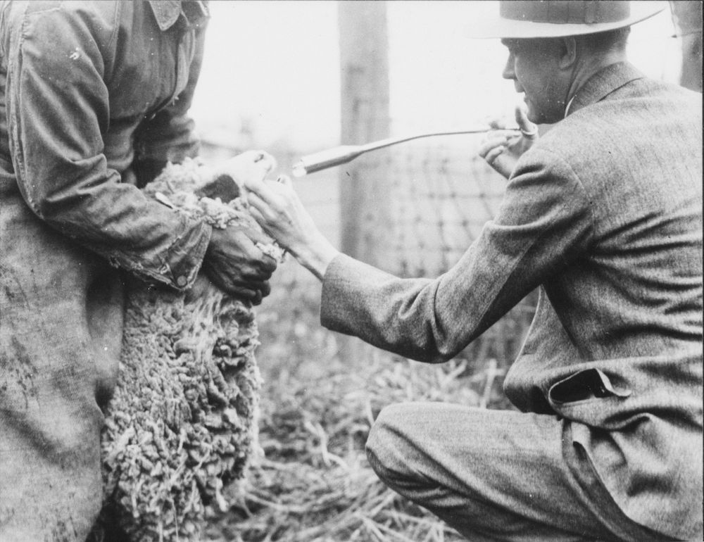 Doctoring a sick sheep. U.S. National Agricultural Research Center. Sourced from the Library of Congress.