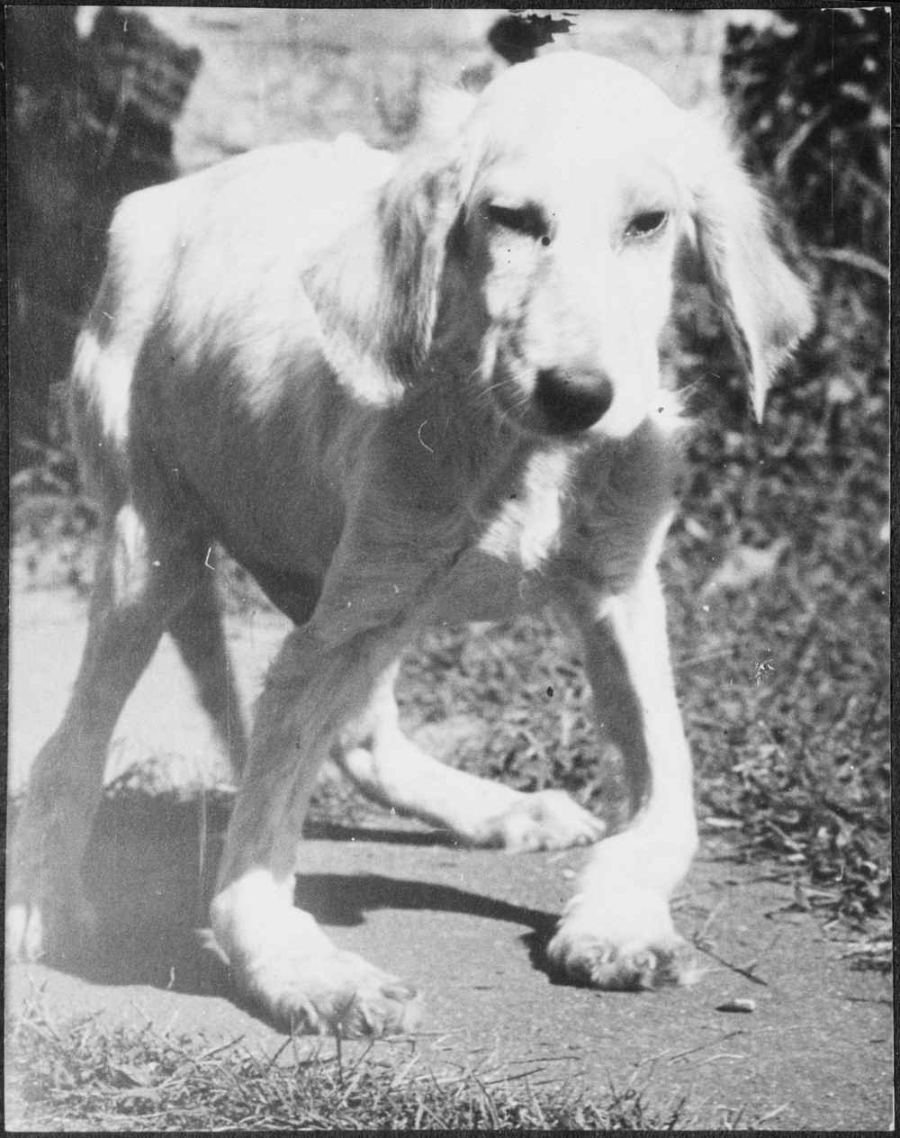Dog with rickets. U.S. National Agricultural Research Center. Sourced from the Library of Congress.