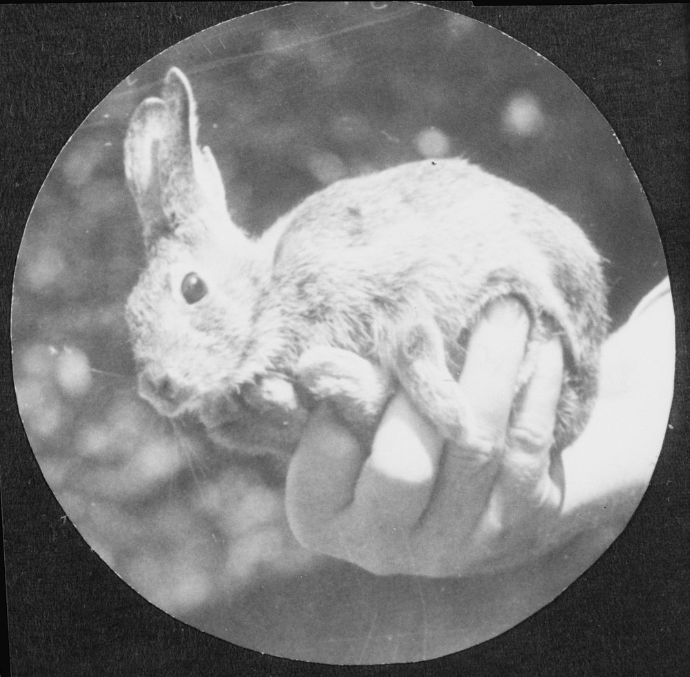 Rabbit used for experimental purposes. U.S. Department of Agriculture Experiment Station. Sourced from the Library of…
