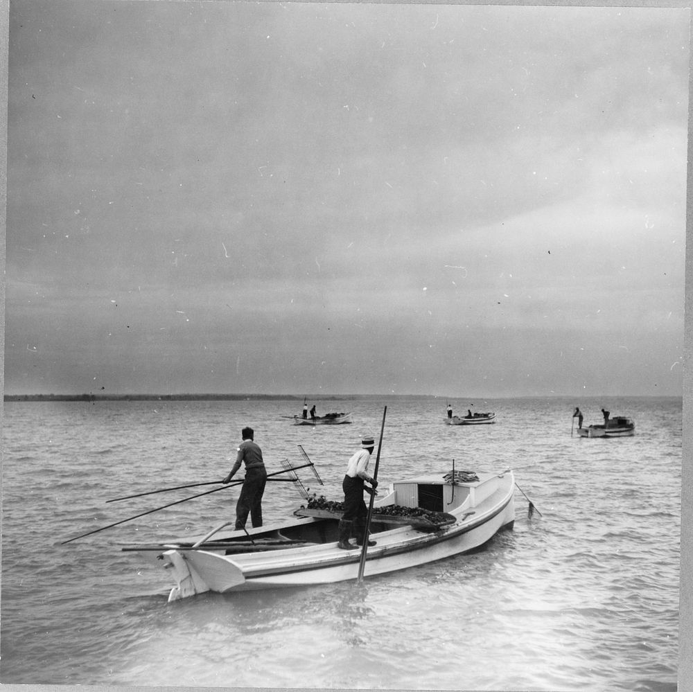 Working an oyster bed. Rock Point, Maryland. Sourced from the Library of Congress.