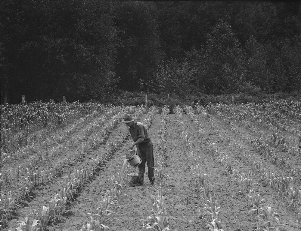 Western Washington, Grays Harbor County, northeast of Elma. Hand irrigation on small rented subsistence farm. Family have…