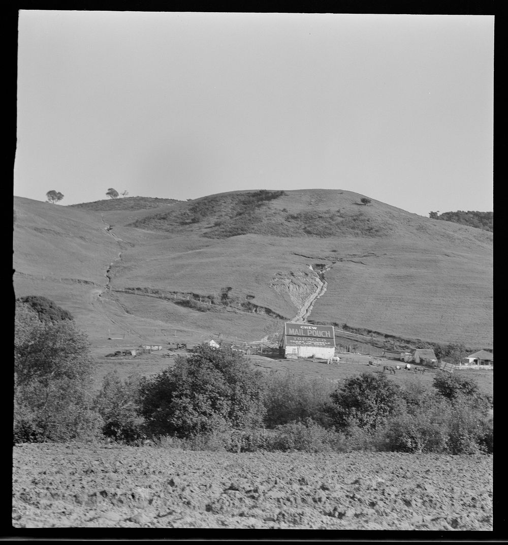 Soil erosion in California hills. Small dairy ranch near Gibson, California. Sourced from the Library of Congress.