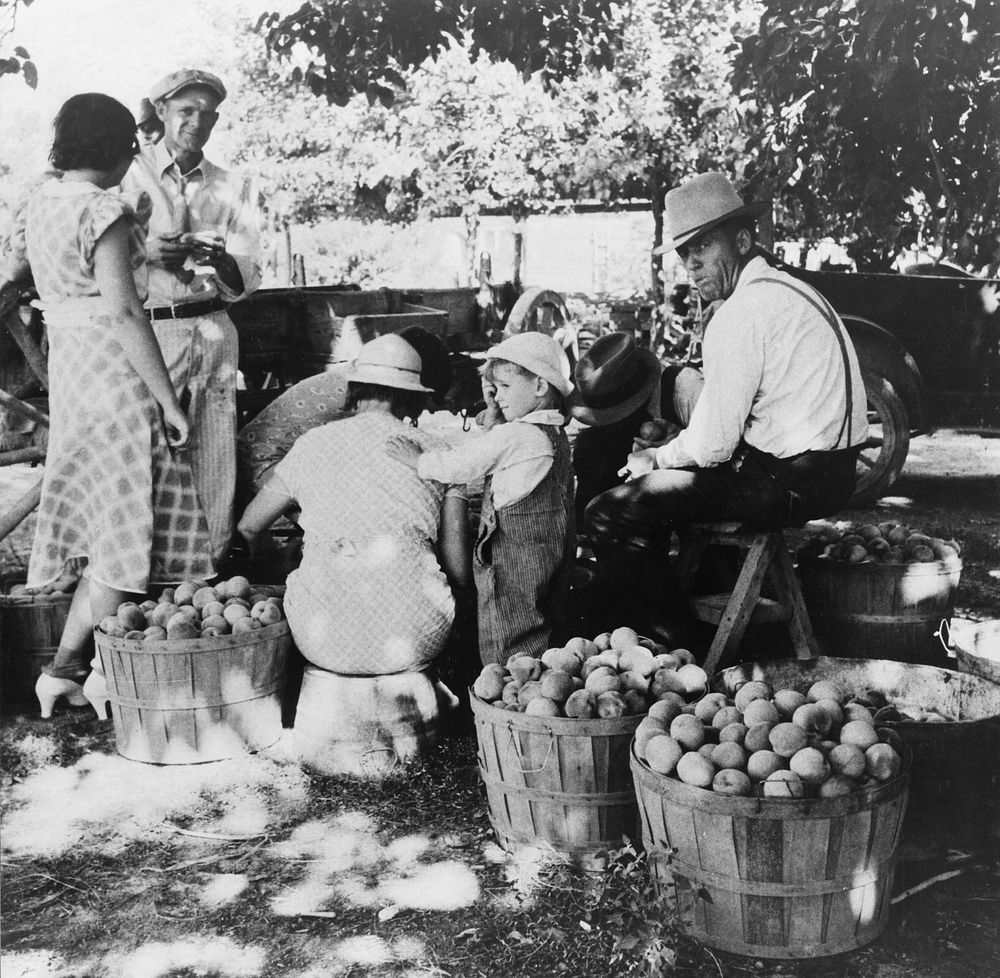Utah farm family in the orchard at peach harvest. Near Springdale, Utah. Sourced from the Library of Congress.