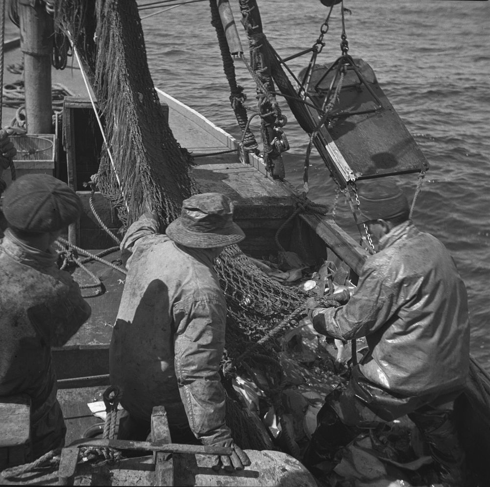 Provincetown, Massachusetts. Aboard the Frances and Marion a Portuguese drag trawler, fishing off Cape Cod. The trawl coming…