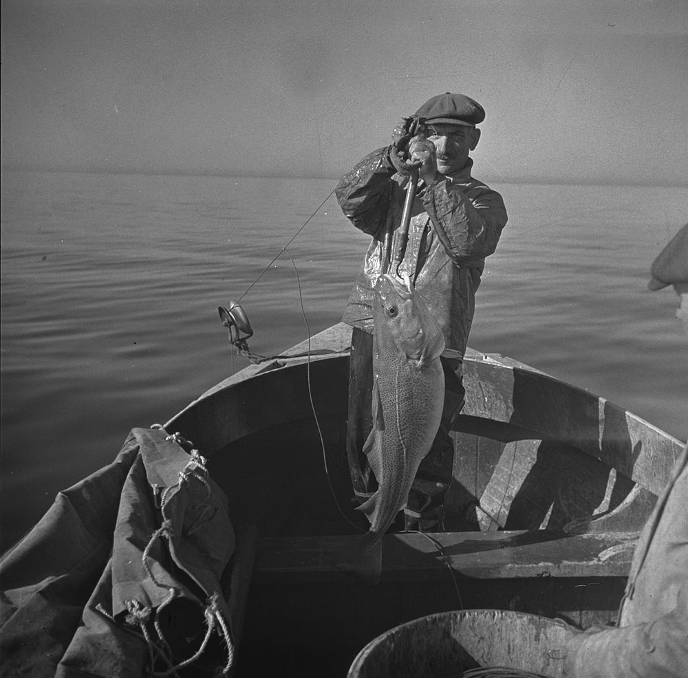 Hauling in a cod aboard a Portuguese fishing dory off Cape Cod, Massachusetts. Sourced from the Library of Congress.