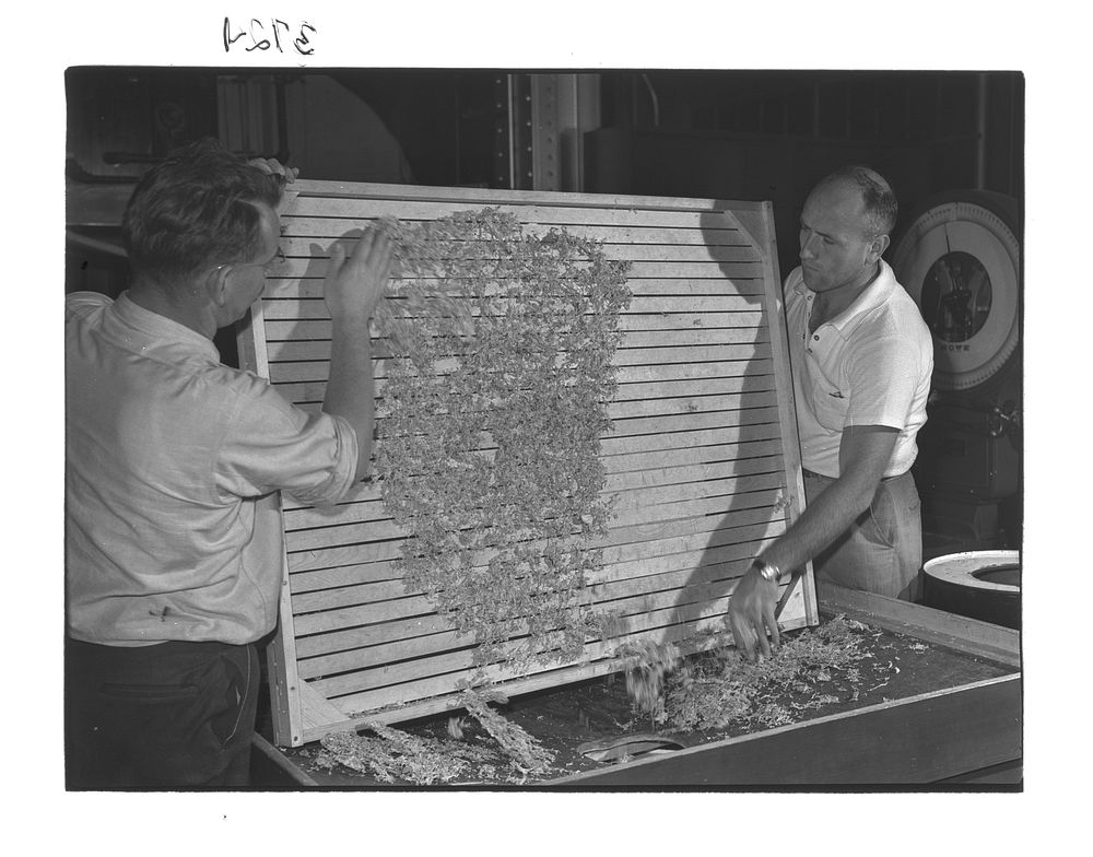 Emptying dehydrated cabbage into hopper, Western Regional Agricultural Research Laboratory, Albany, California by Russell Lee
