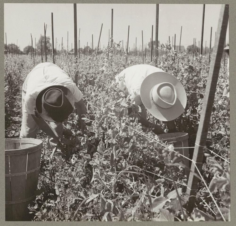 Centerville (vicinity), Calif. Apr. 1942. Young workers of Japanese ancestry picking peas on a farm in Alameda county…