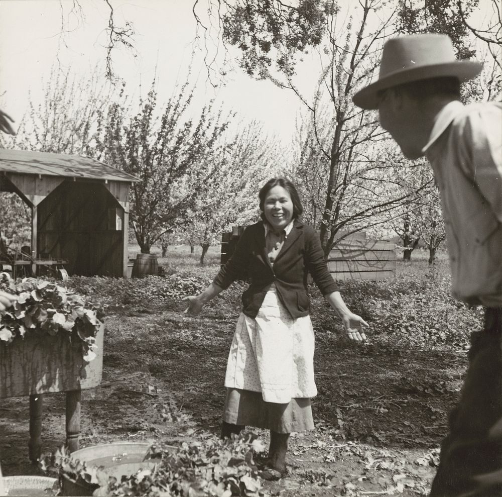 Mountain View, Calif. Apr. 1942. A scene in an orchard of a 20-acre farm before the operators, of Japanese ancestry, were…