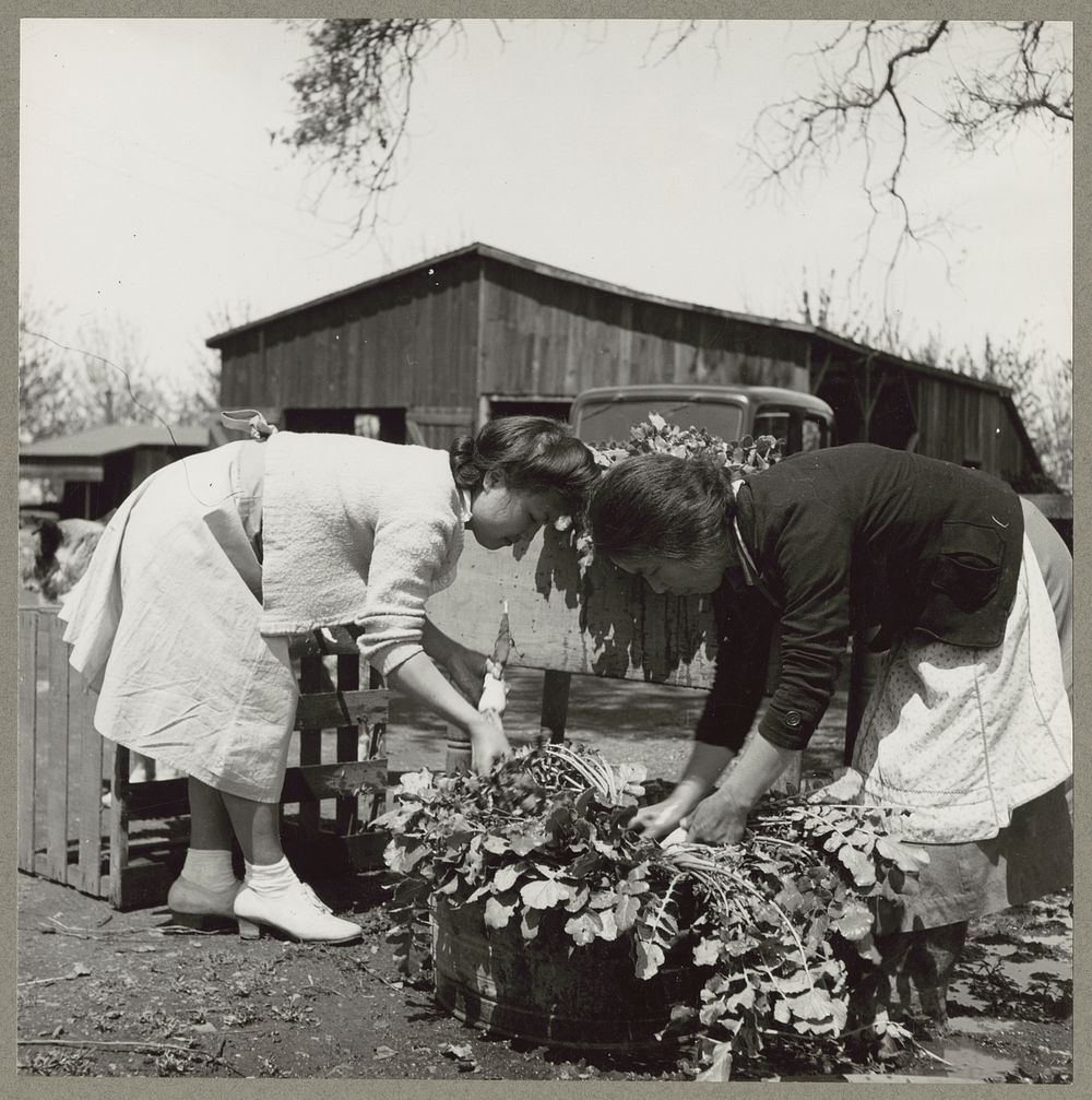 Mountain View, Calif. Apr. 1942. A mother and daughter of Japanese ancestry washing radishes on a 20-acre farm in Santa…