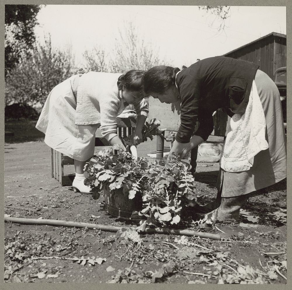 Mountain View, Calif. Apr. 1942. A mother and daughter of Japanese ancestry washing white radishes on a 20-acre farm in…